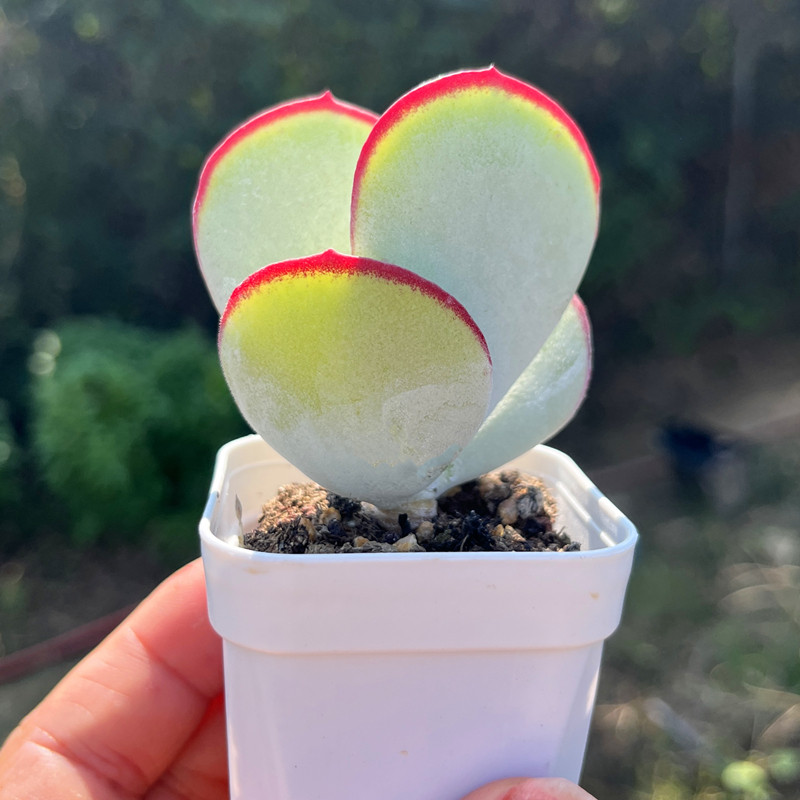 白眉 多肉植物 单头红边可爱新手易种含盆带土栽种好花卉绿植盆景