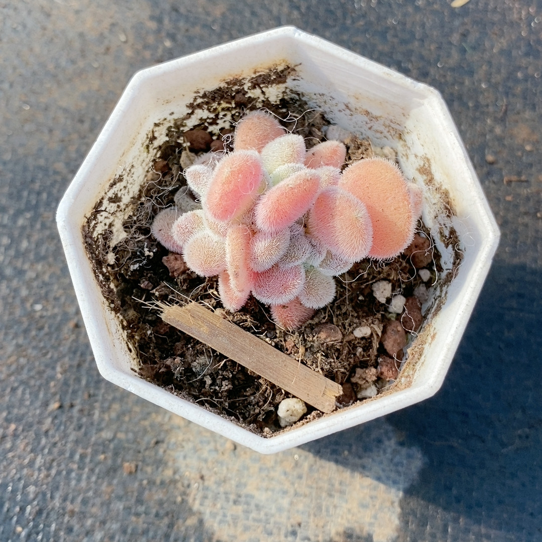 雪晃星21.574带盆,鲜花速递/花卉仿真/绿植园艺,多肉植物,淘宝优惠券,粉丝福利购,淘宝优惠卷