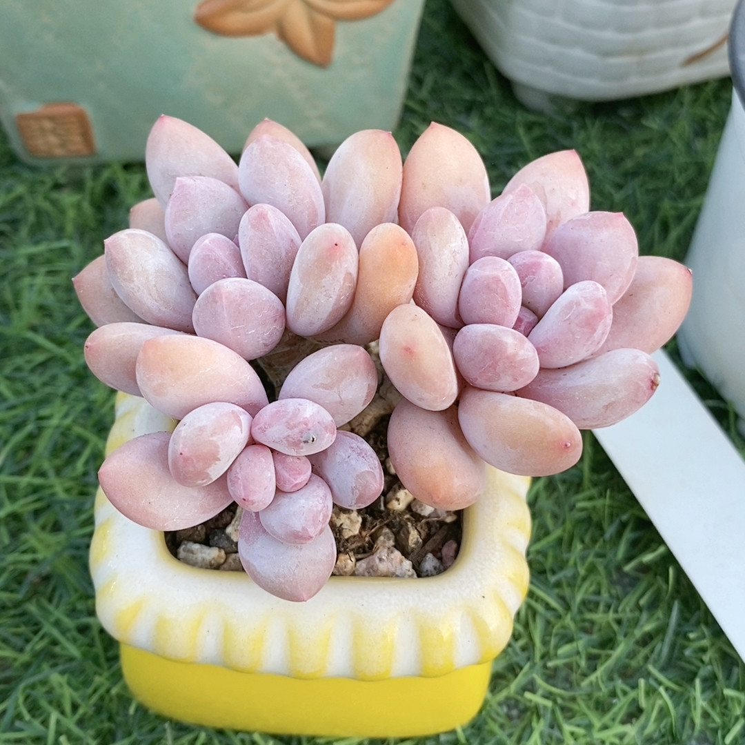 香水22.3,鲜花速递/花卉仿真/绿植园艺,多肉植物,淘宝优惠券,粉丝福利购,淘宝优惠卷