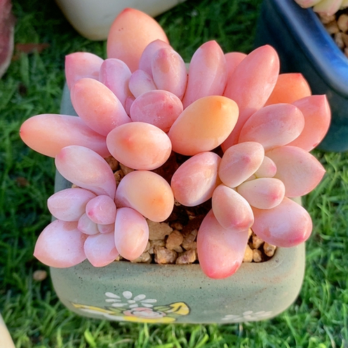香水多肉植物园艺阳台桌面