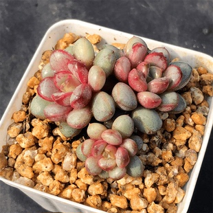 葡萄 精品稀有多肉植物控养 新手组合 趣味办公桌绿植盆栽室内花