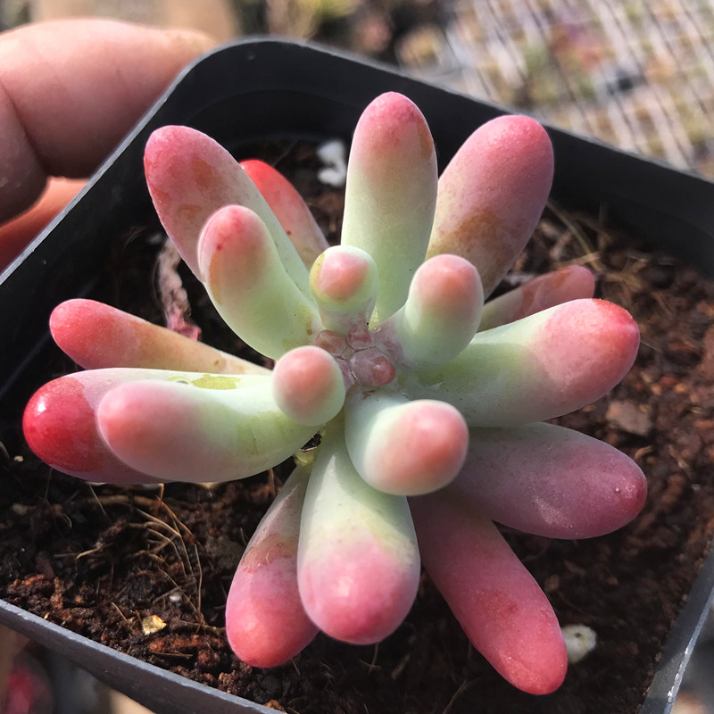 八千代盆栽多少钱 八千代盆栽优惠券免费领取 有条鱼