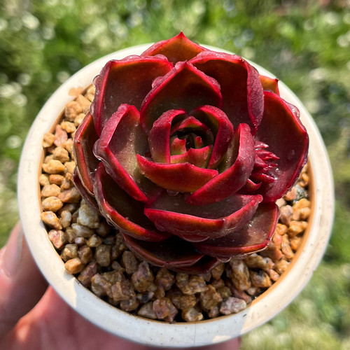 红灯大单头紫红色多肉植物