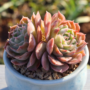 昂斯诺 多头群生小老桩 多肉植物 实生多肉 叶插长大羽之园艺新品