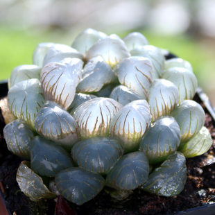 含盆带土栽种好 大单头 盆栽绿植组合 冰灯玉露 耐热耐阴多肉植物