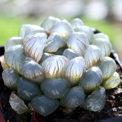 简单冰灯玉露带盆种好多肉植物