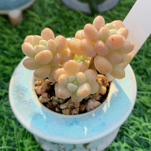 洛可可13.719