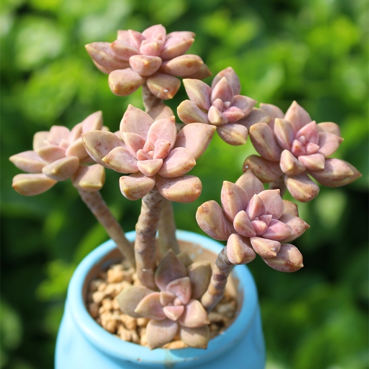 阿伦培 多肉植物 多头群生老桩 木质化杆子 花卉盆栽肉肉组合简单