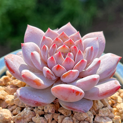 玉芙蓉粉红色多肉植物