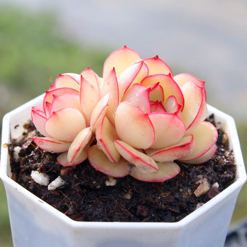 牡丹亭 多肉植物 多头群生红边月影系帕拉梅拉新品含盆带土栽种好 鲜花速递/花卉仿真/绿植园艺 多肉植物 原图主图