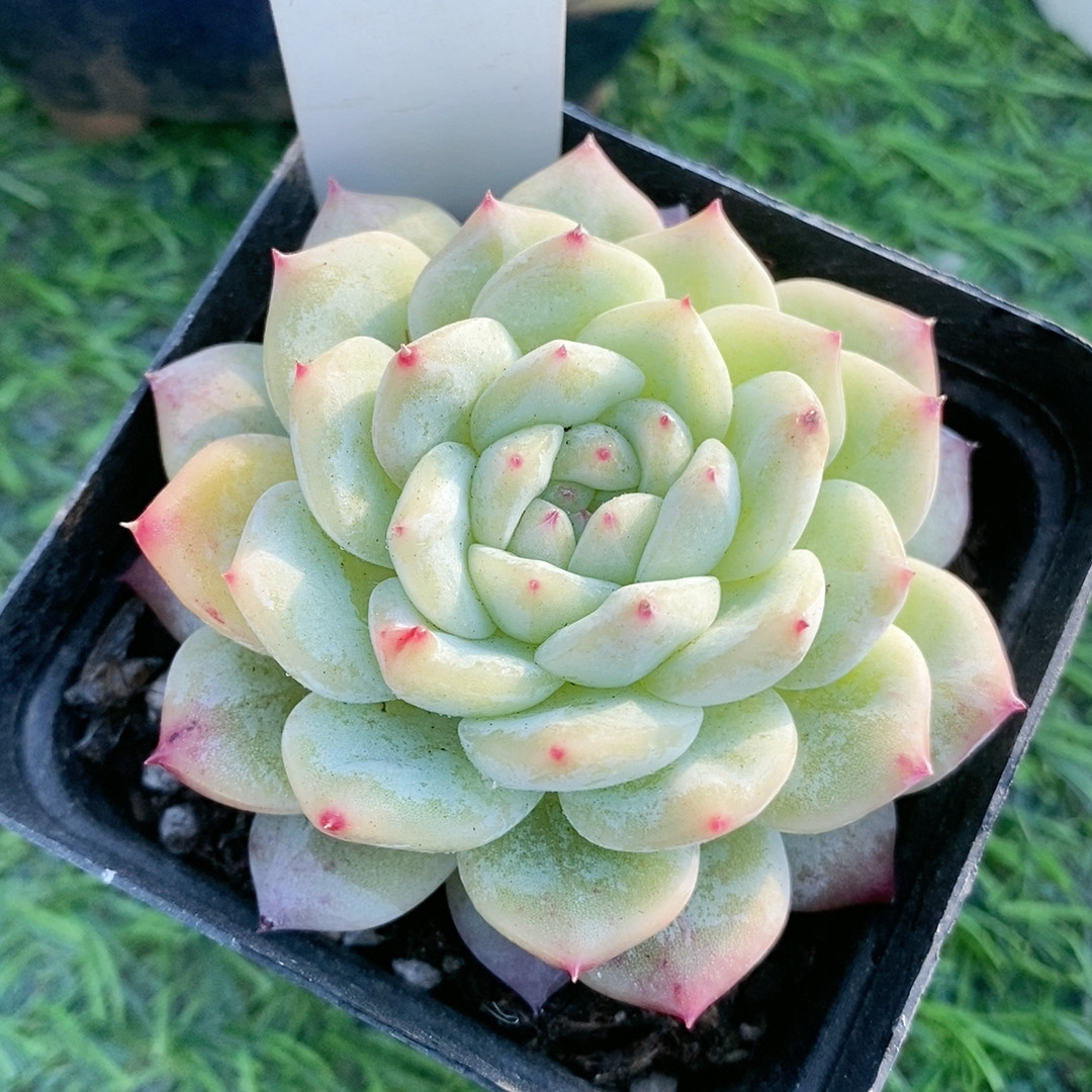 寒绯22.17带盆,鲜花速递/花卉仿真/绿植园艺,多肉植物,淘宝优惠券,粉丝福利购,淘宝优惠卷