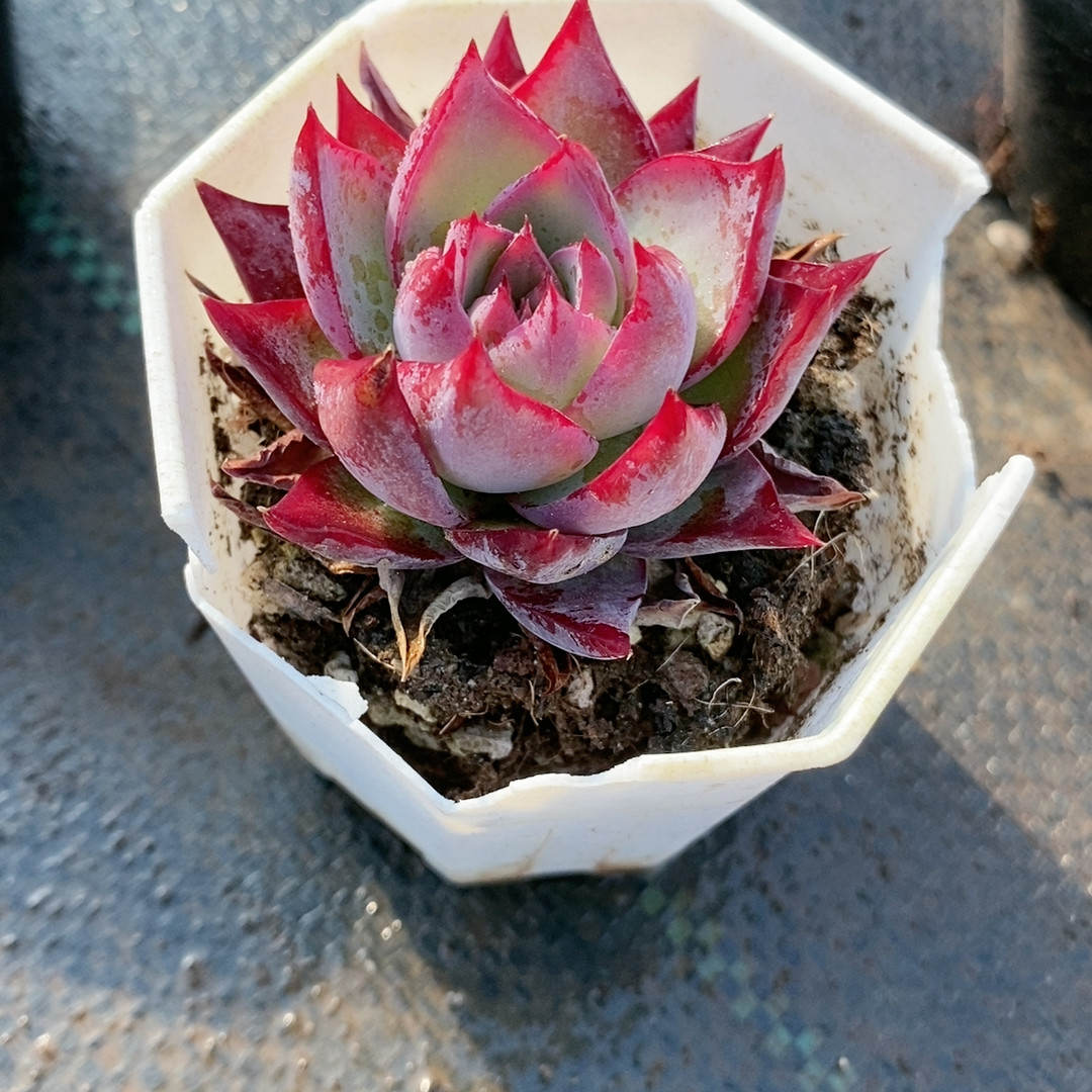 惊鸿仙子2313带盆,鲜花速递/花卉仿真/绿植园艺,多肉植物,淘宝优惠券,粉丝福利购,淘宝优惠卷