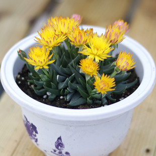 红花奔龙群生老桩花卉盆栽 多肉植物 奇趣植物 会开花 黄花照波