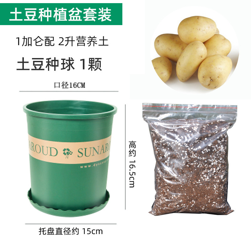 土培土豆种植盆营养土植物观察盆栽花生儿童幼儿园小学生种子