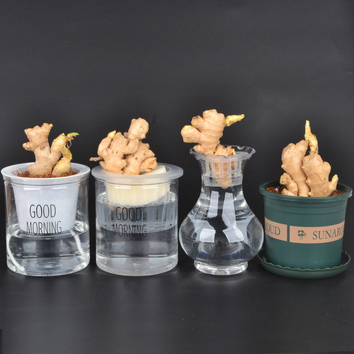 土培水培生姜盆栽植物生长观察