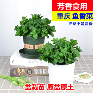 重庆鱼香菜盆栽广东香花菜苗小叶鱼香菜留兰香阳台室内植物绿植