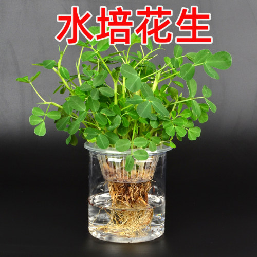 水培花生种植实验套装儿童小学生