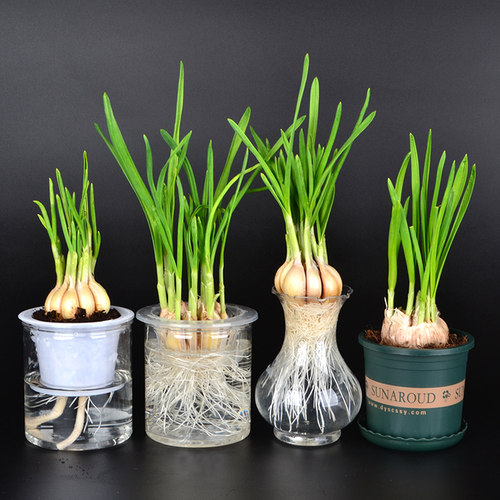 水培大蒜苗透明观察作业