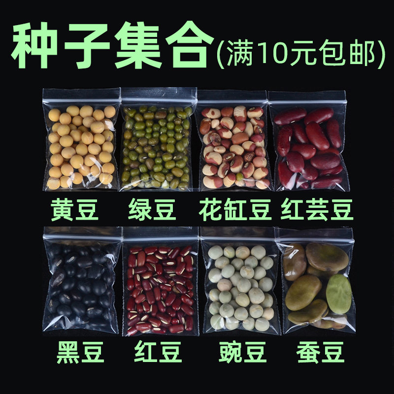 豆类种子水培土培都行儿童种子
