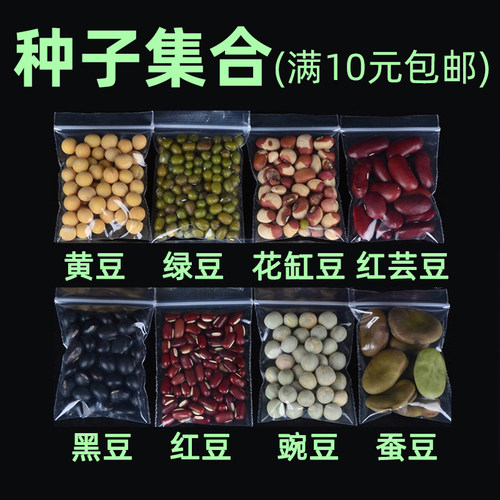 绿蚕豌黄红芸豆子豆类可以水培土培种子儿童幼儿园小朋友种植实验