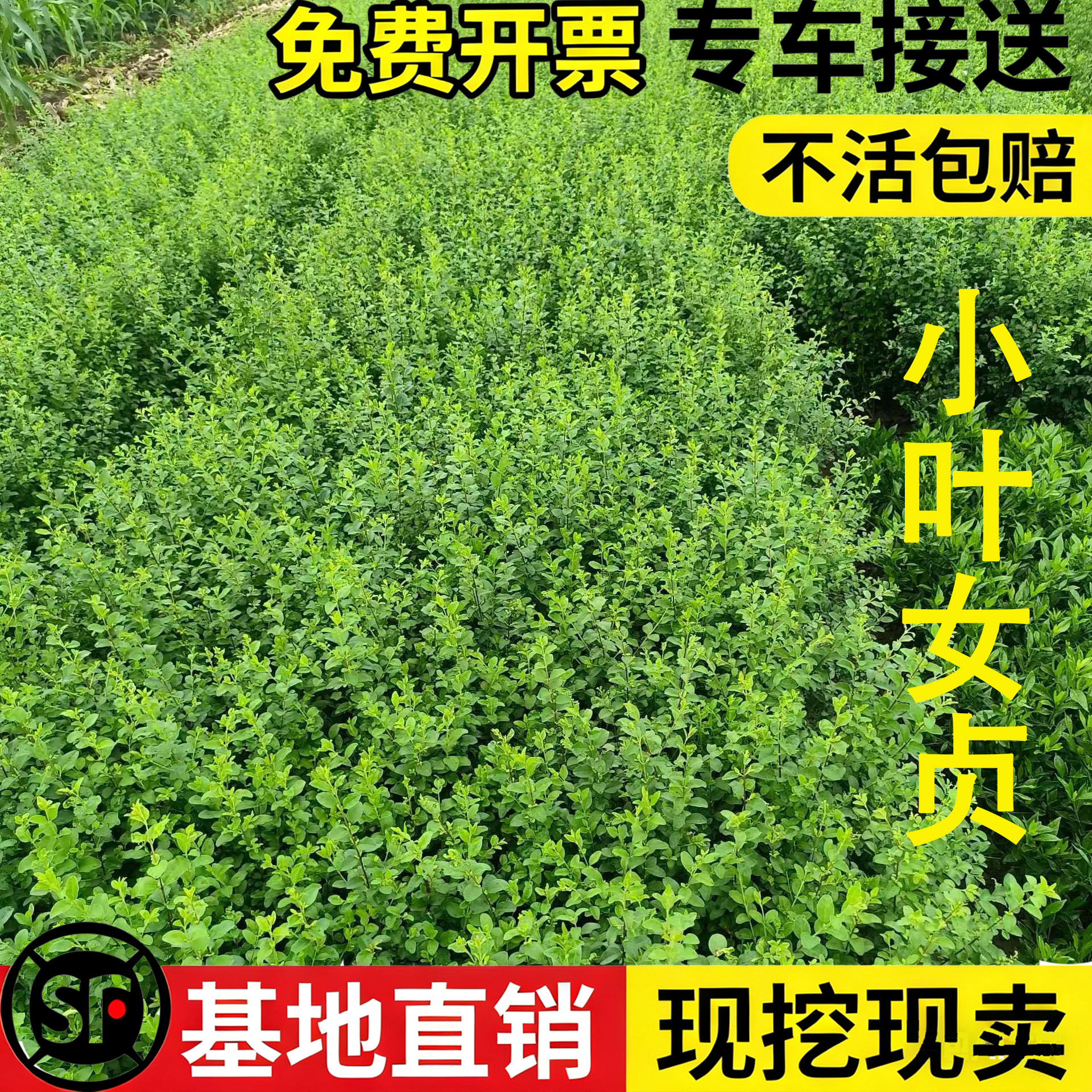 全新小叶女贞树苗大小号