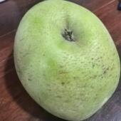 正宗烟台印度青苹果老品种印冬常青甜蕉甜青香蕉丑苹果纯甜不带酸