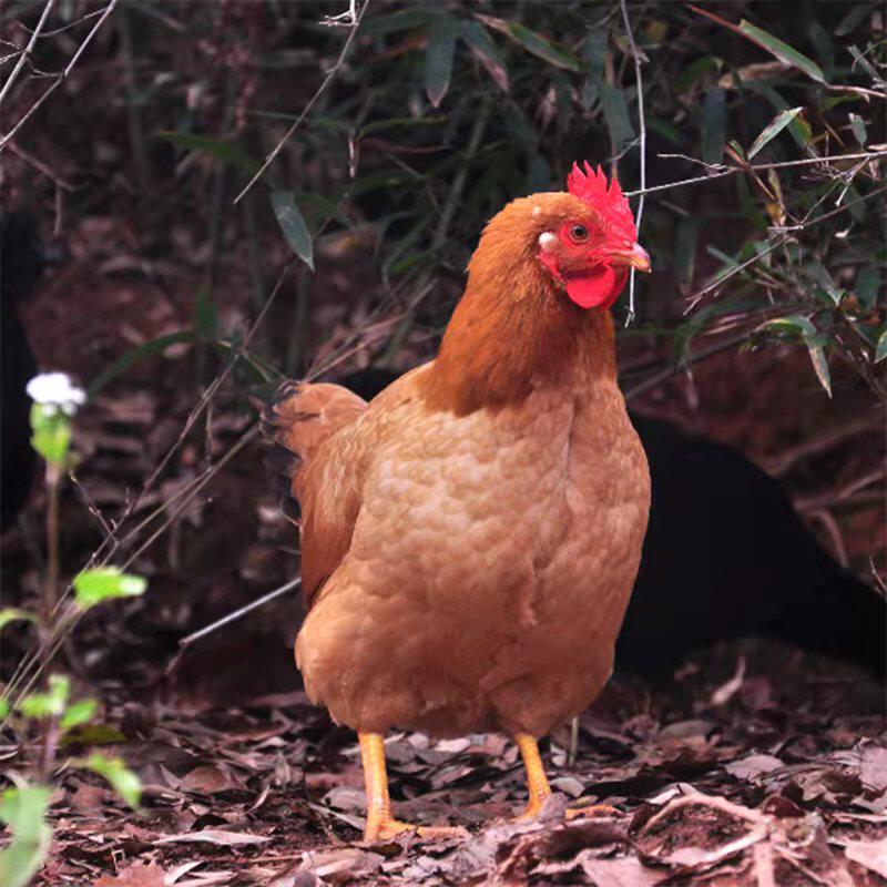 跑山鸡土母鸡 纯大山里散养 肉质鲜美汤鲜甜 2.5至3斤