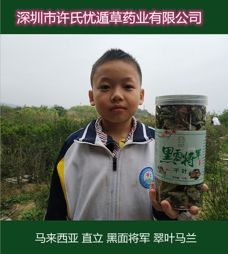 直立黑面将军种苗树苗大叶