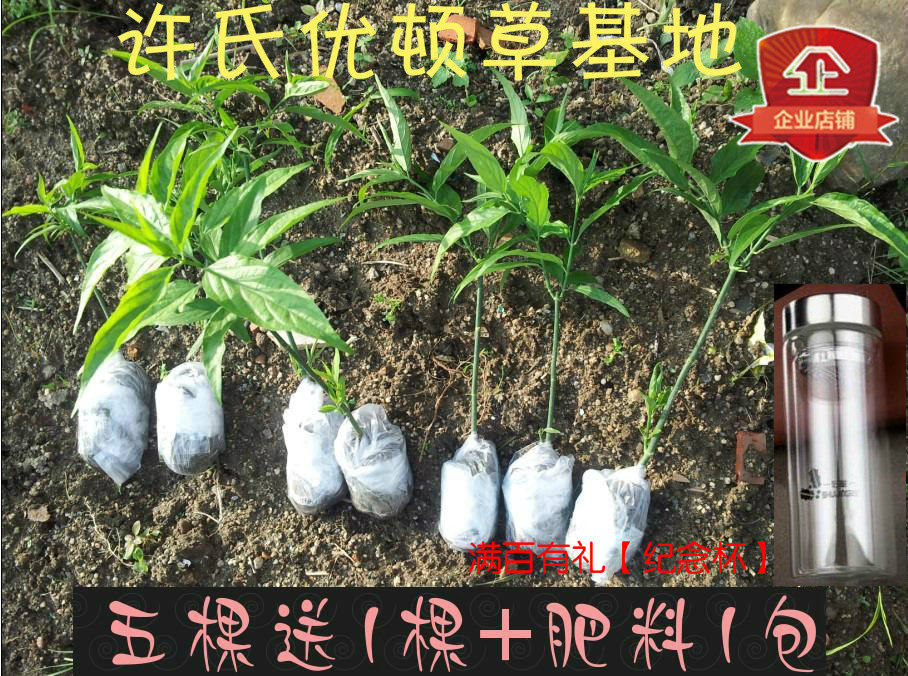 许氏优顿草 忧循憂遁优盾优遁草鳄嘴花 黎王汉帝草 1棵草苗鲜干叶