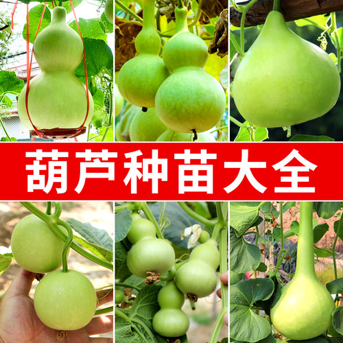 葫芦种子大全文玩手捻特大巨型