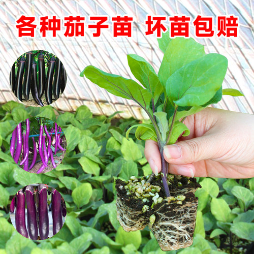长茄子种籽种子苗带土黑紫青长茄特大嫁接四季秧苗蔬菜孑大全盆栽