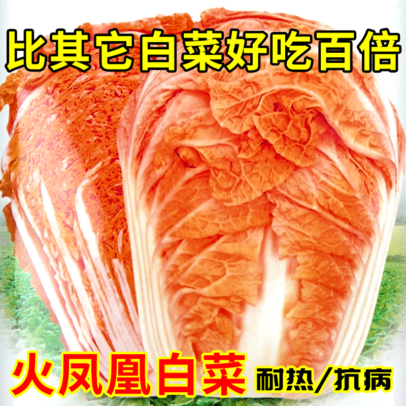 火凤凰大白菜种子橘黄红心蔬菜种籽夏季籽种菜种耐热孑高产秋季播