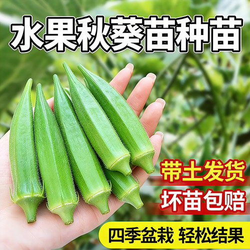 水果秋葵种子秧苗高产四季种植