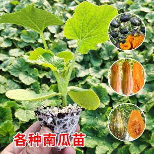 贝贝南瓜苗种籽板栗南瓜蜜本种孑秧苗正宗高产蔬菜苗大全四季 菜苗
