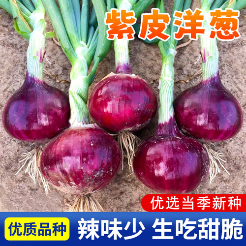 高产红皮洋葱种子四季早熟蔬菜