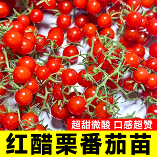 红醋栗小番茄苗甜豌豆野樱桃圣女果秧苗迷你种子高产四季阳台盆栽