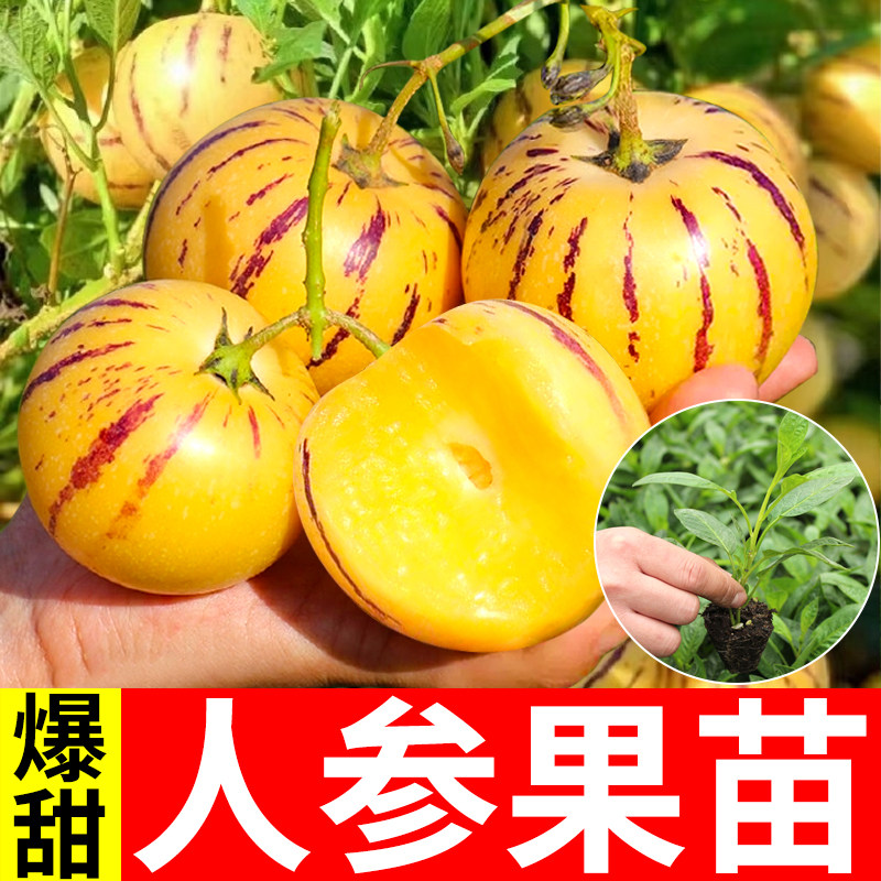 人参果人身果人生果果苗秧苗室内圆果黄心盆栽种子果树水果蔬菜苗