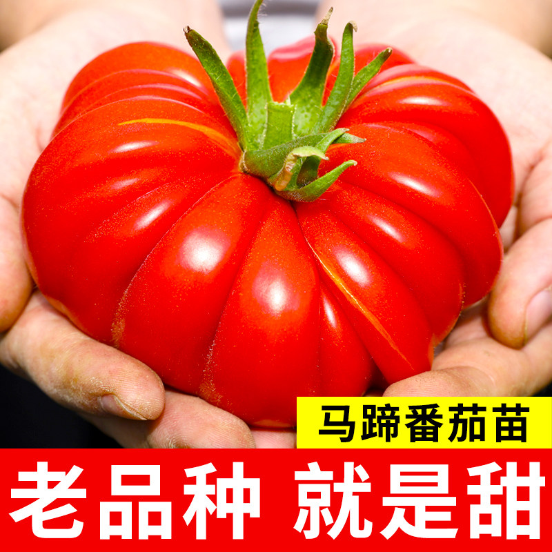 马蹄番茄种子潮汕杂交老品种大西红柿种籽四季阳台盆栽蔬菜孑秧苗,鲜花速递/花卉仿真/绿植园艺,家庭园艺种子,淘宝优惠券,粉丝福利购,淘宝优惠卷