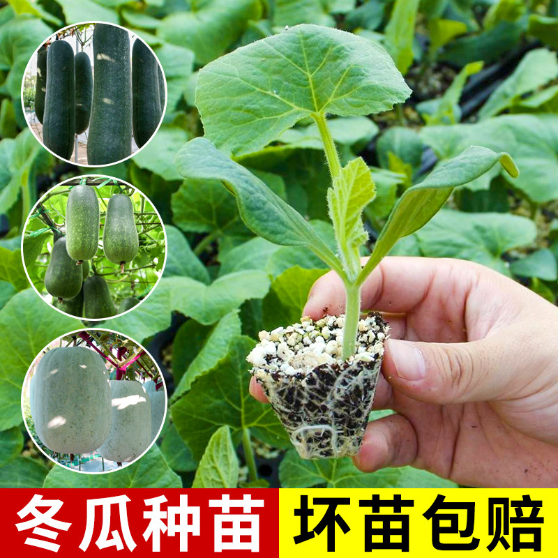 冬瓜苗秧苗南方种特大黑皮种子籽四季蔬菜种孑早熟高产绿春小冬瓜