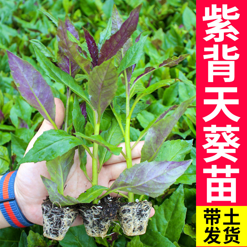 紫背天葵苗血皮菜观音菜苗四季盆栽蔬菜苗明月草金鸡毛草南方秧苗