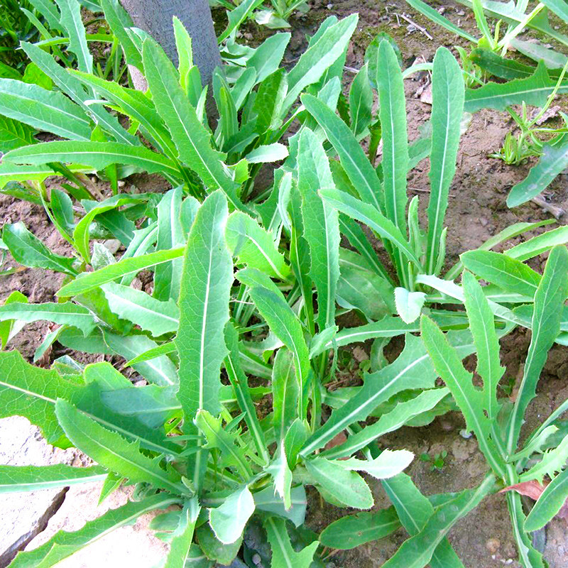 苦菜种子曲麻菜种籽曲曲菜蔬菜四季盆栽菜籽籽种孑菜种秋冬季农家