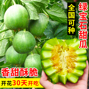 正品 秧苗 绿宝石甜瓜种子种籽孑苗薄皮香瓜羊角蜜蔬菜水果大全四季