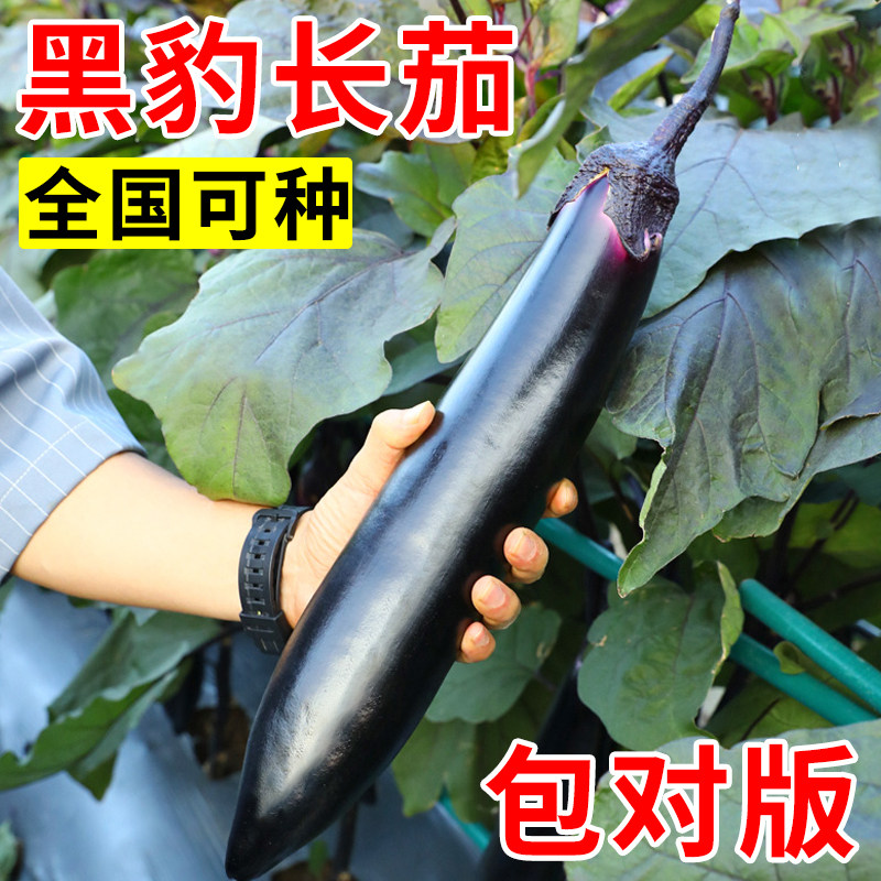 茄子种籽种子苗带土高产优质长茄特大嫁接苗四季菜苗秧大全蔬菜籽