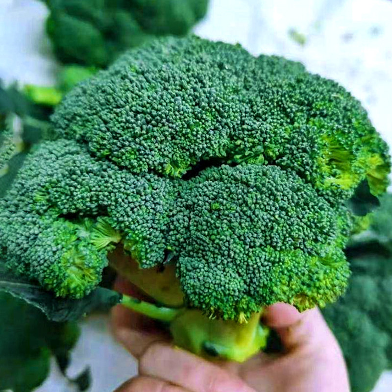 碧玉西兰花种子四季蔬菜图片