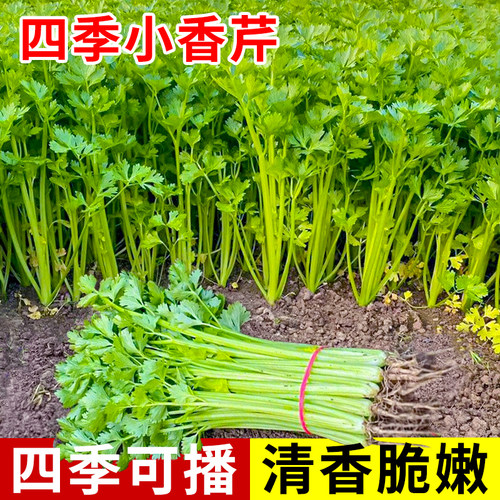四季小香芹种子苗芹菜西芹农家