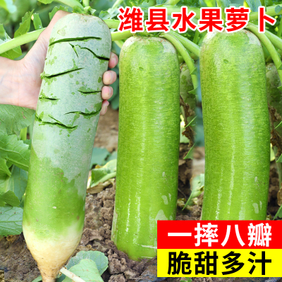 正宗潍坊水果萝卜种籽山东潍县罗卜种子沙窝蔬菜籽种孑四季青大全