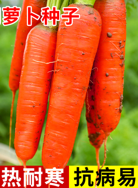 韩国君川红胡萝卜种子富士七寸水果红色罗卜种籽孑蔬菜四季播大全