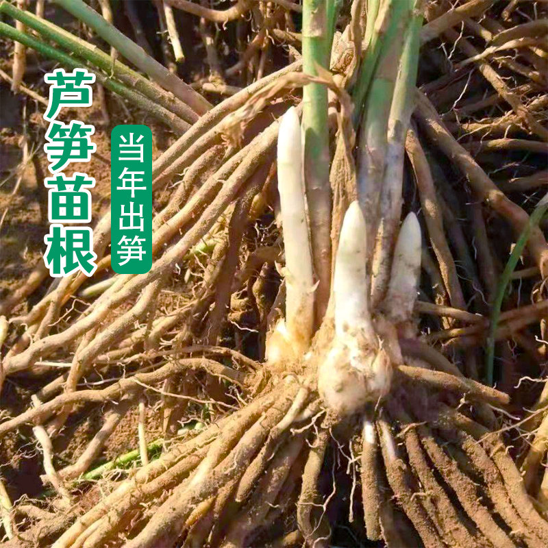 芦笋根苗种籽种植苗三年苗根四季种子盆栽带土蔬菜孑紫色绿多年生