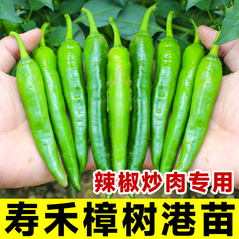 正宗樟树辣椒种子高产春夏四季图片