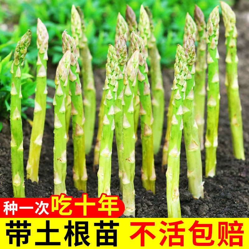 芦笋种子种籽苗带土根盆栽紫色四季种植蔬菜种苗孑高产根苗多年生